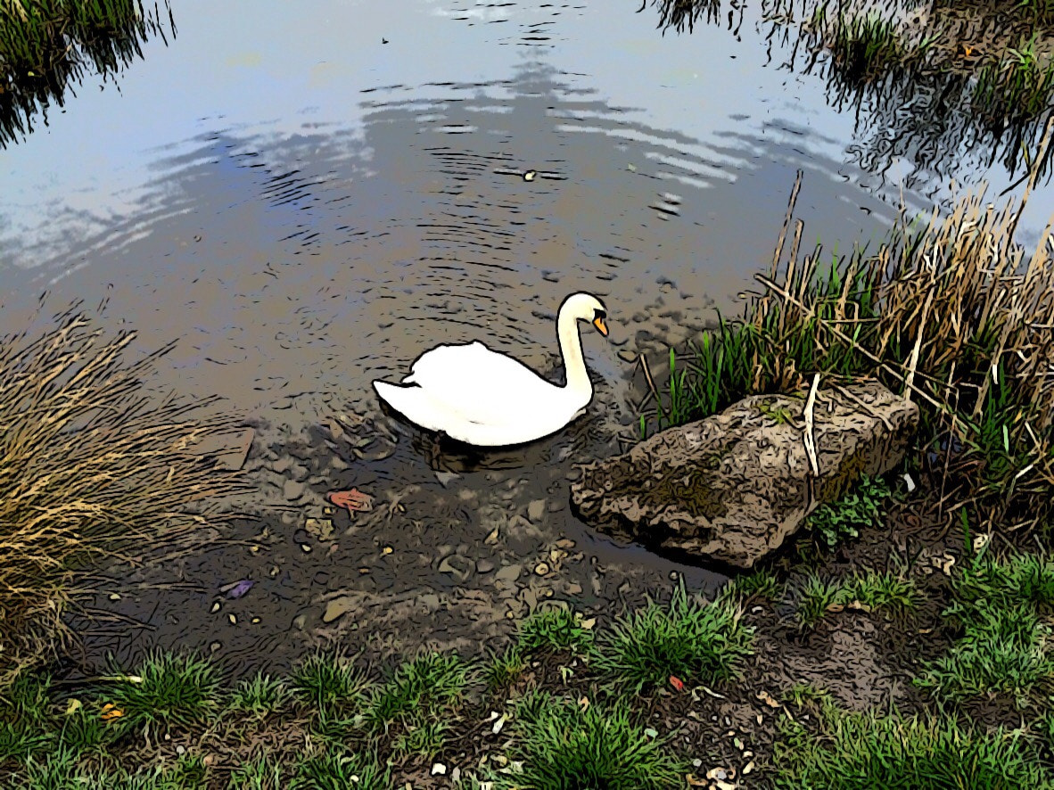 Apple iPad sample photo. Swan lake photography