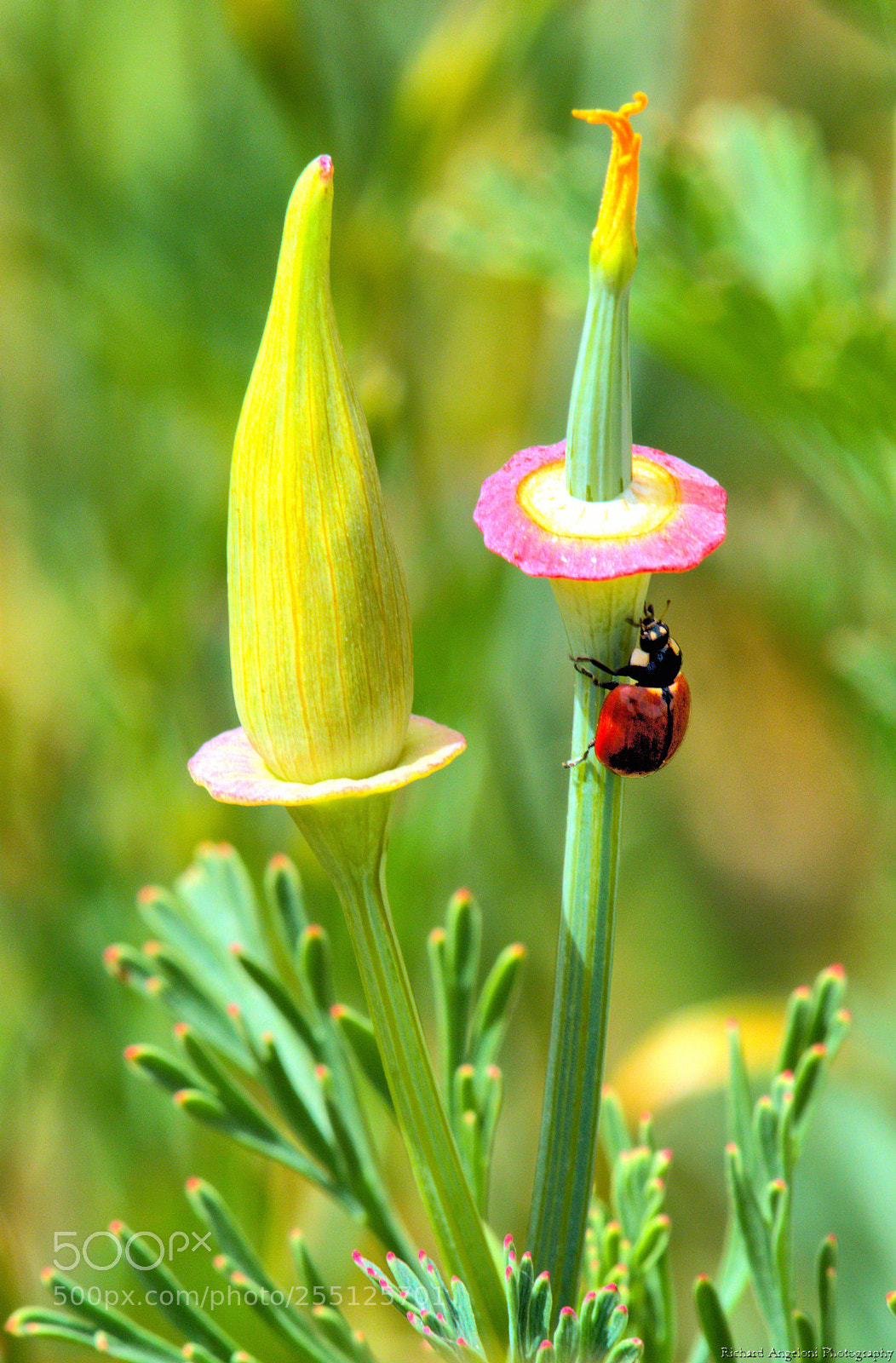 Nikon D7200 sample photo. A ladybug climbing a photography