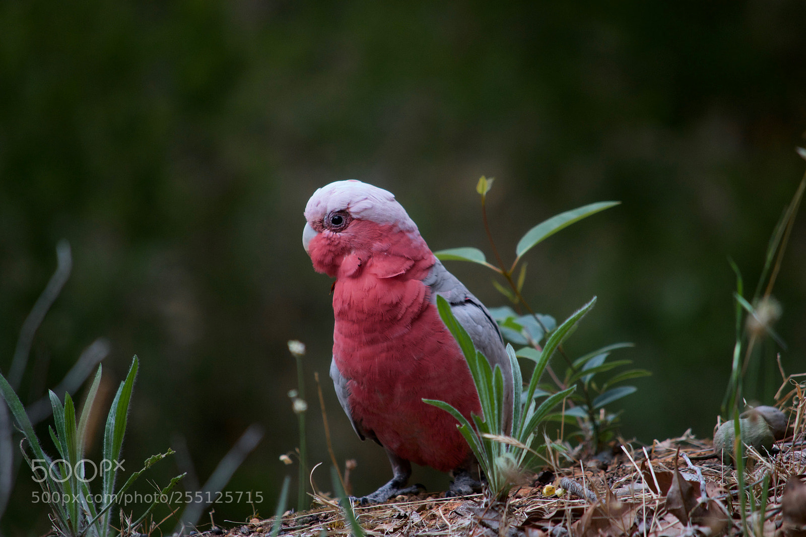 Nikon D3100 sample photo. Pink and grey photography