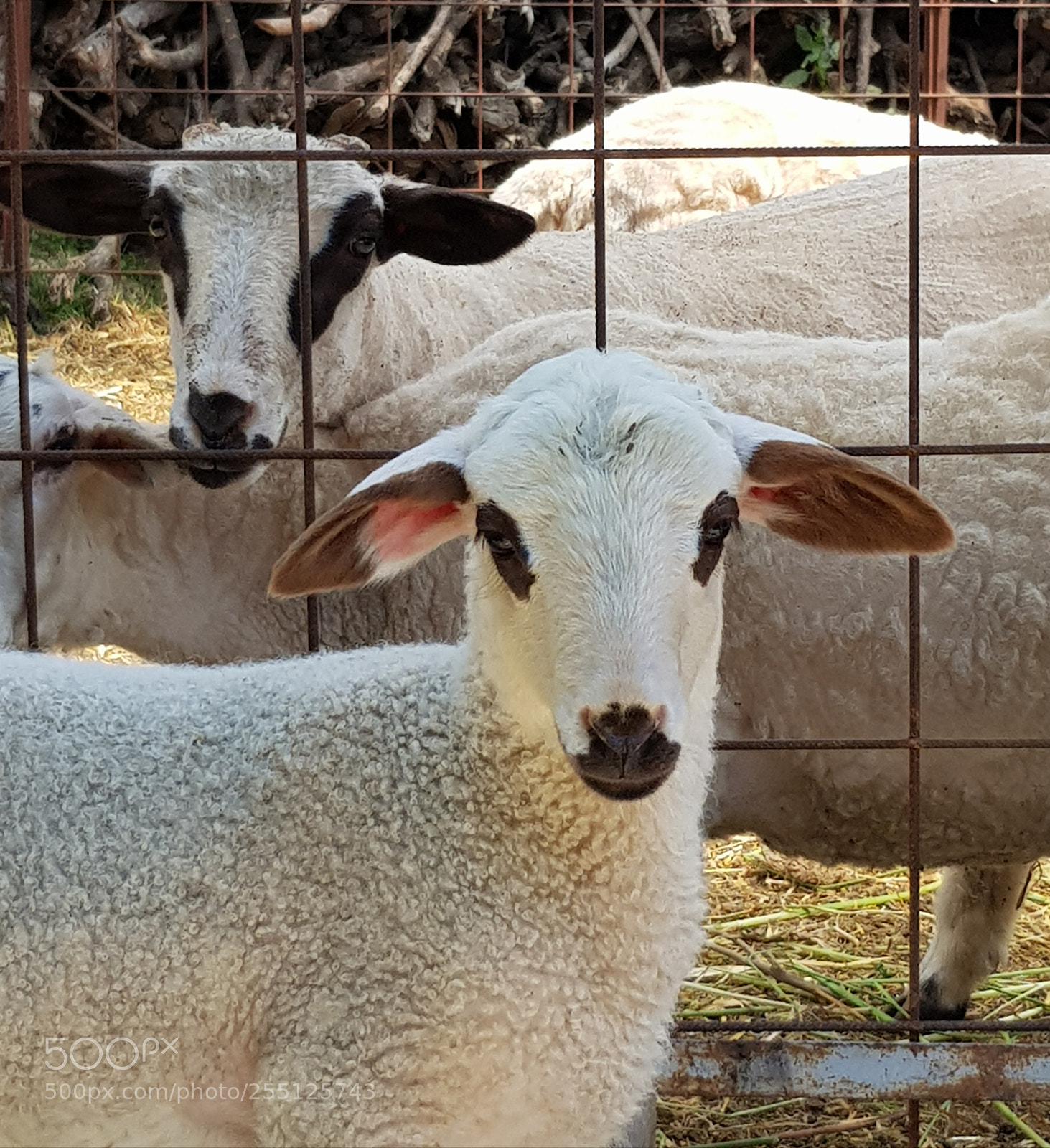 Samsung Galaxy S8 sample photo. My wooly friend ? photography
