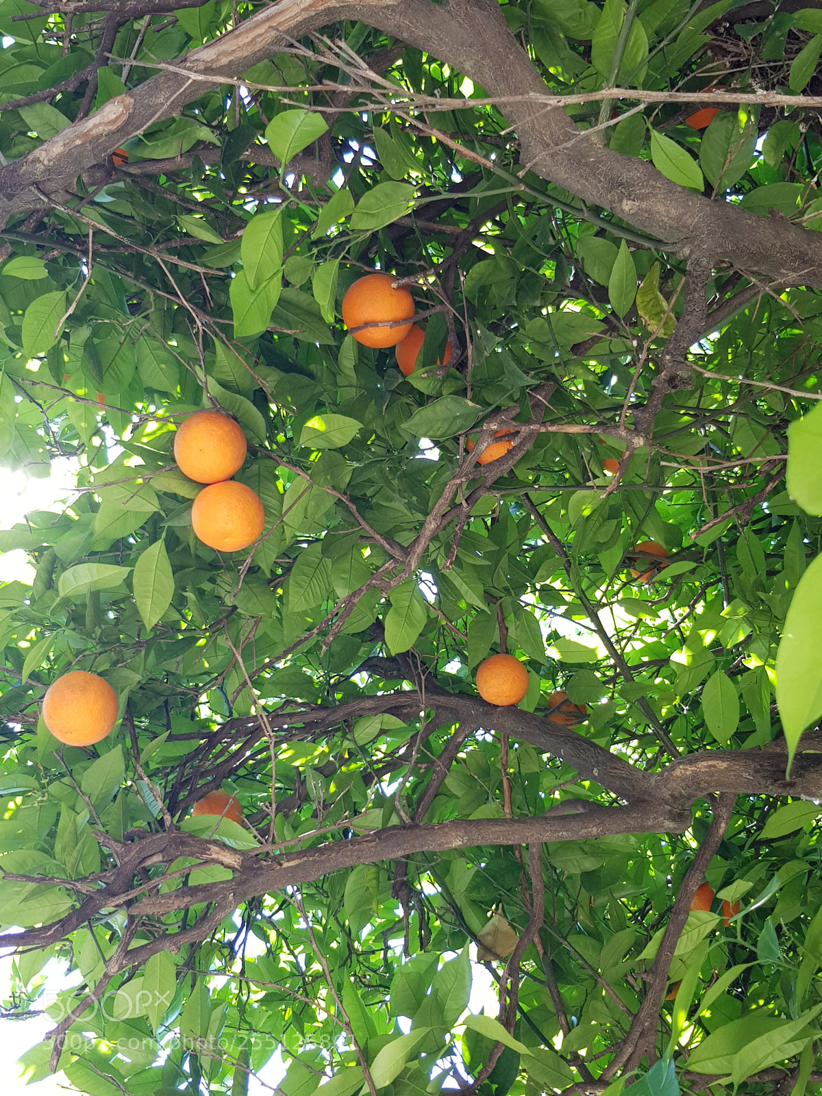 Samsung Galaxy S8 sample photo. Orange tree. photography