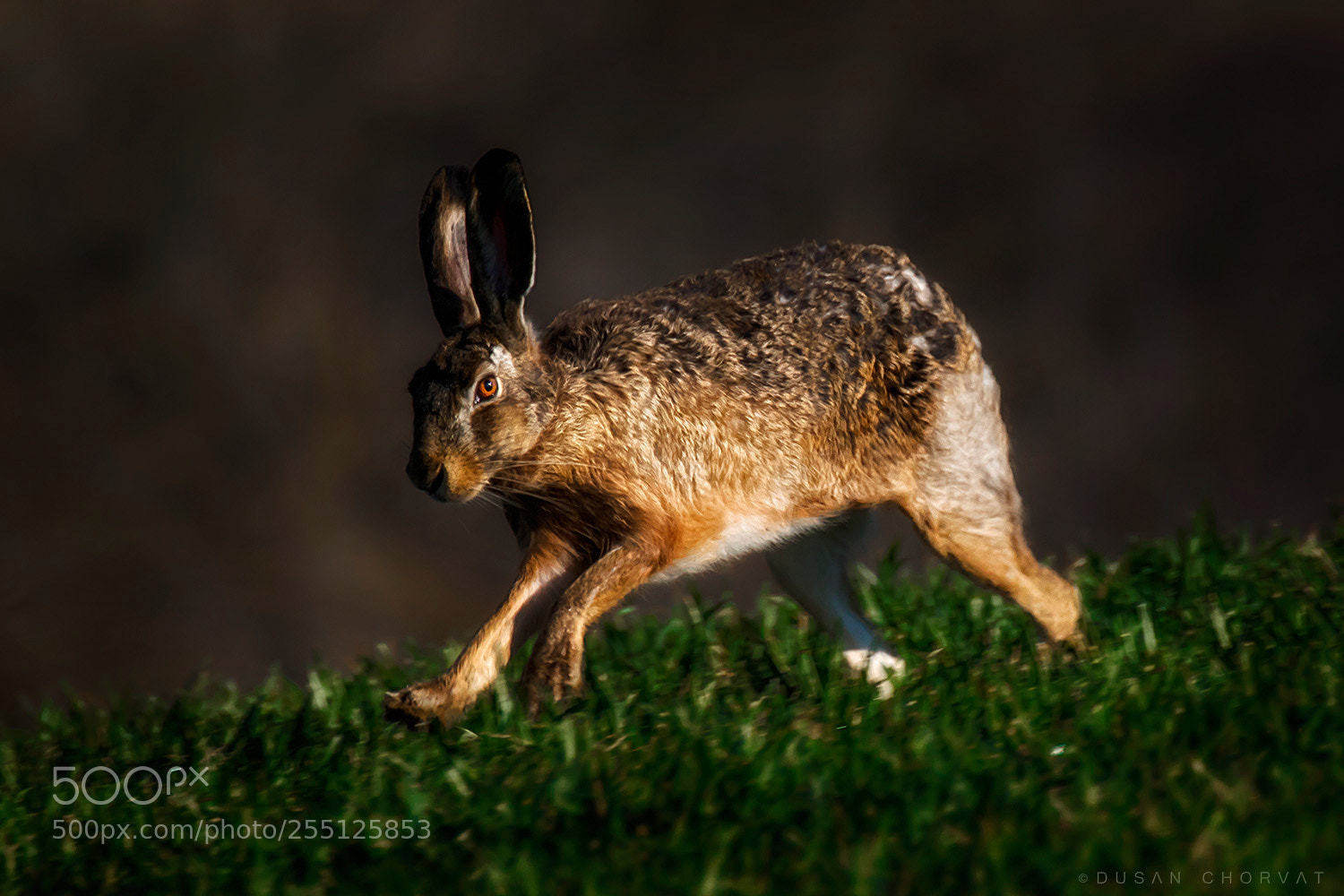 Canon EOS 7D Mark II sample photo. Run! photography