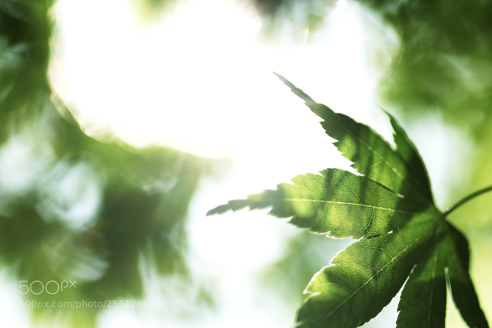 Canon EOS 70D sample photo. Green season photography