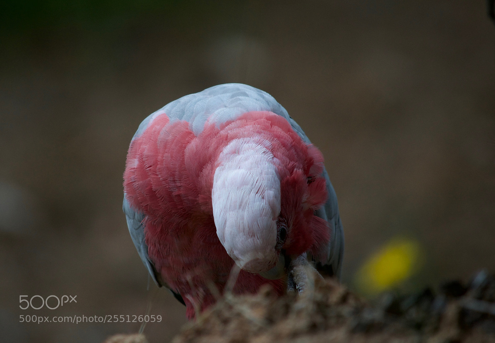 Nikon D3100 sample photo. Pink and grey 2 photography