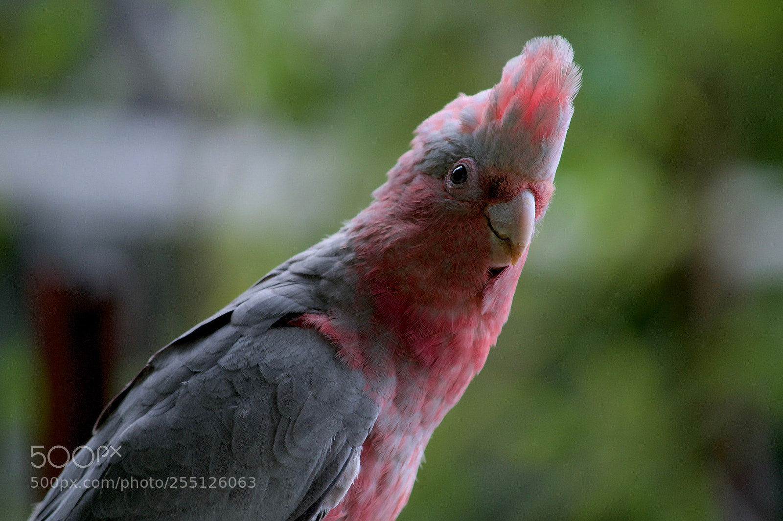 Nikon D3100 sample photo. Pink and grey 4 photography