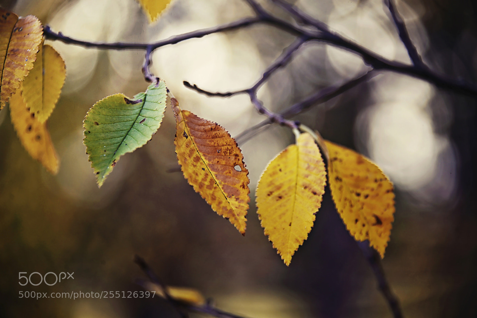 Nikon D800E sample photo. Autumn leaves photography
