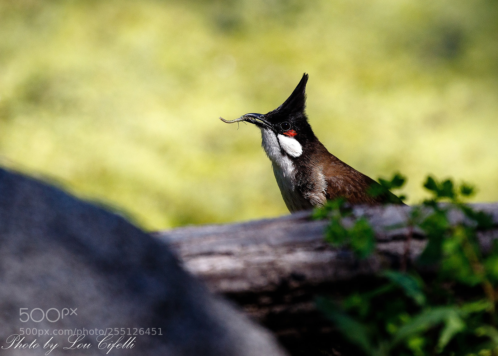 Canon EOS 7D Mark II sample photo. Bulbul1243 photography