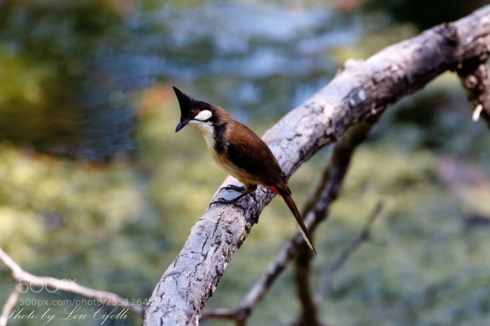 Canon EOS 7D Mark II sample photo. Bulbul1261 photography