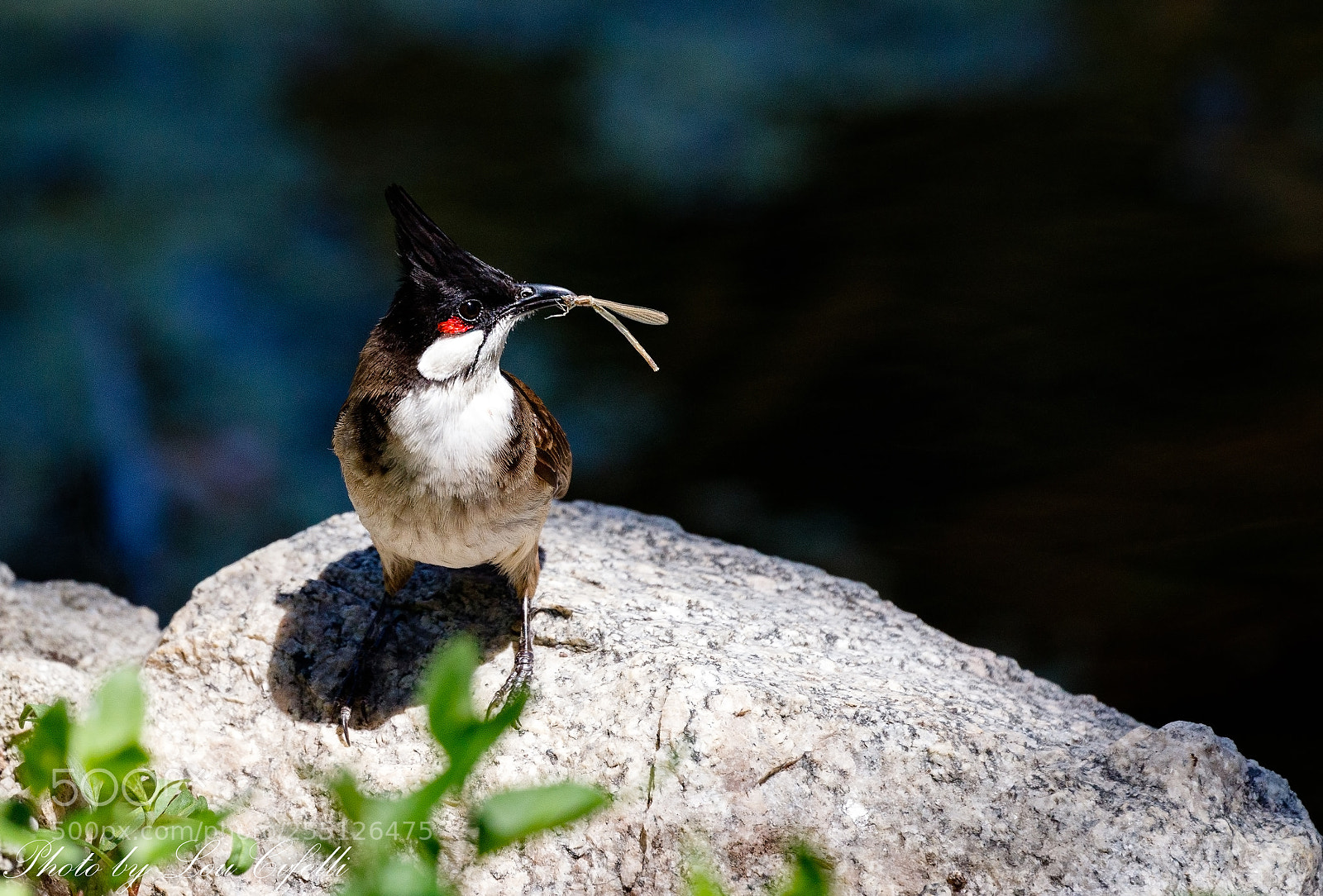 Canon EOS 7D Mark II sample photo. Bulbul1273 photography