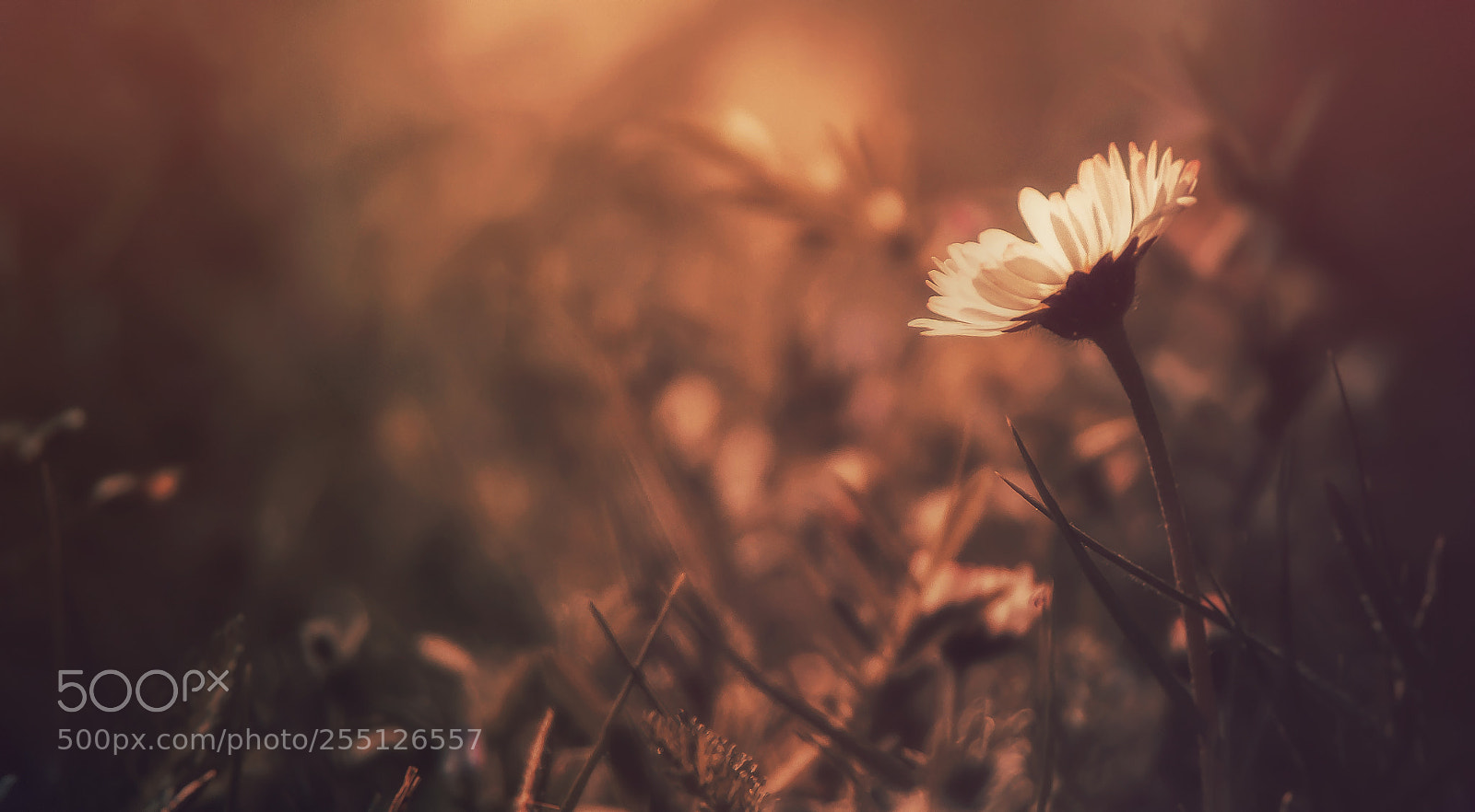 Canon EOS 70D sample photo. Der tag erwacht photography