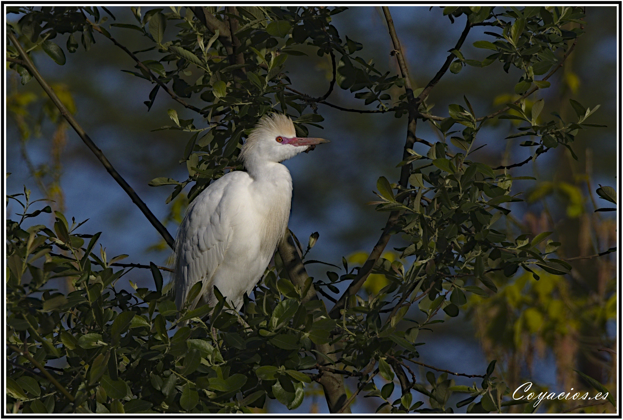 Canon EOS 7D Mark II sample photo. Garcilla buyera (bubulcus ibis) photography