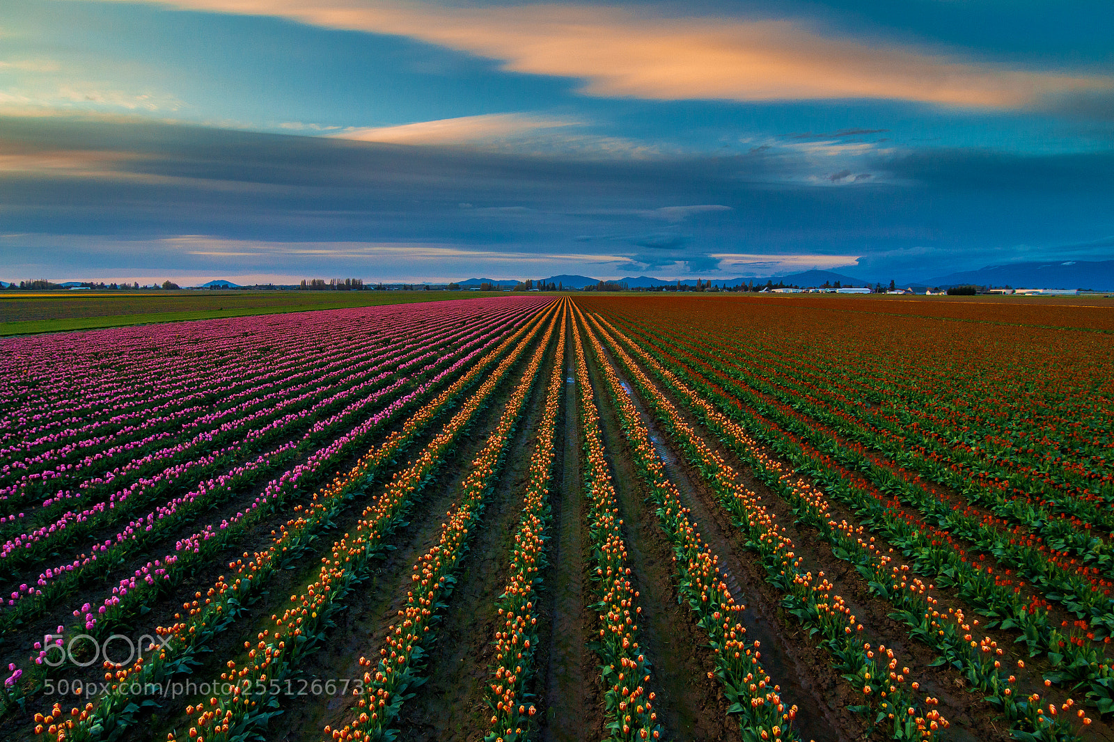 Canon EOS 700D (EOS Rebel T5i / EOS Kiss X7i) sample photo. Sunset tulips photography