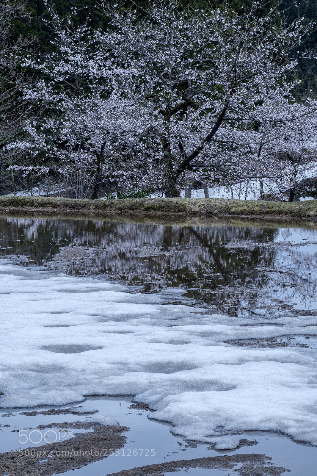 Fujifilm X-T2 sample photo. Spring has come photography