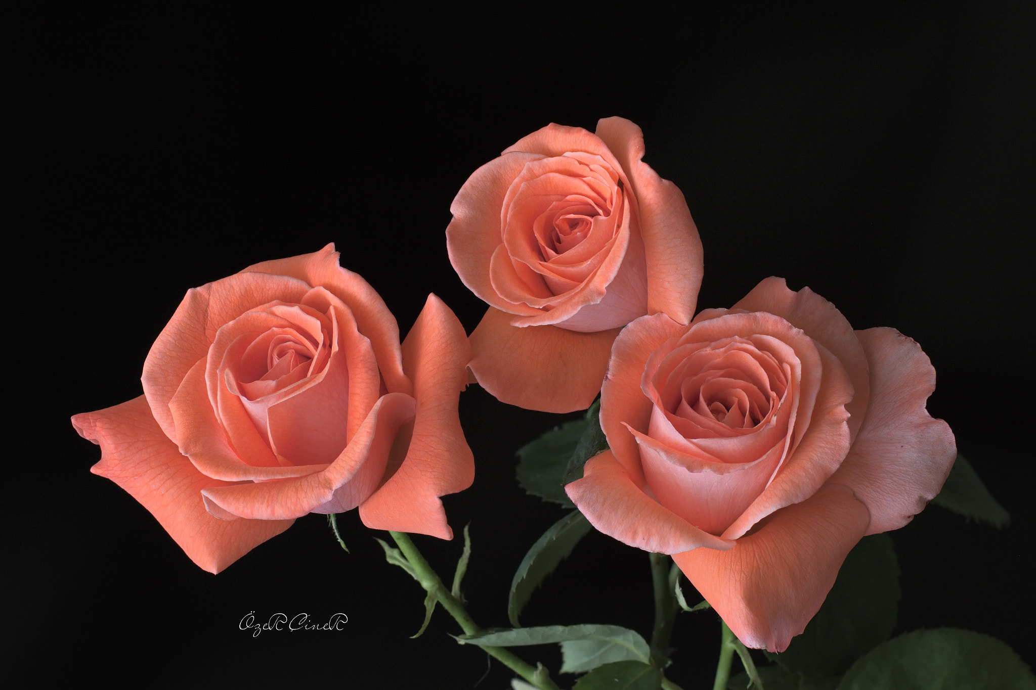 Canon EF 100mm F2.8L Macro IS USM sample photo. Natural beauties photography