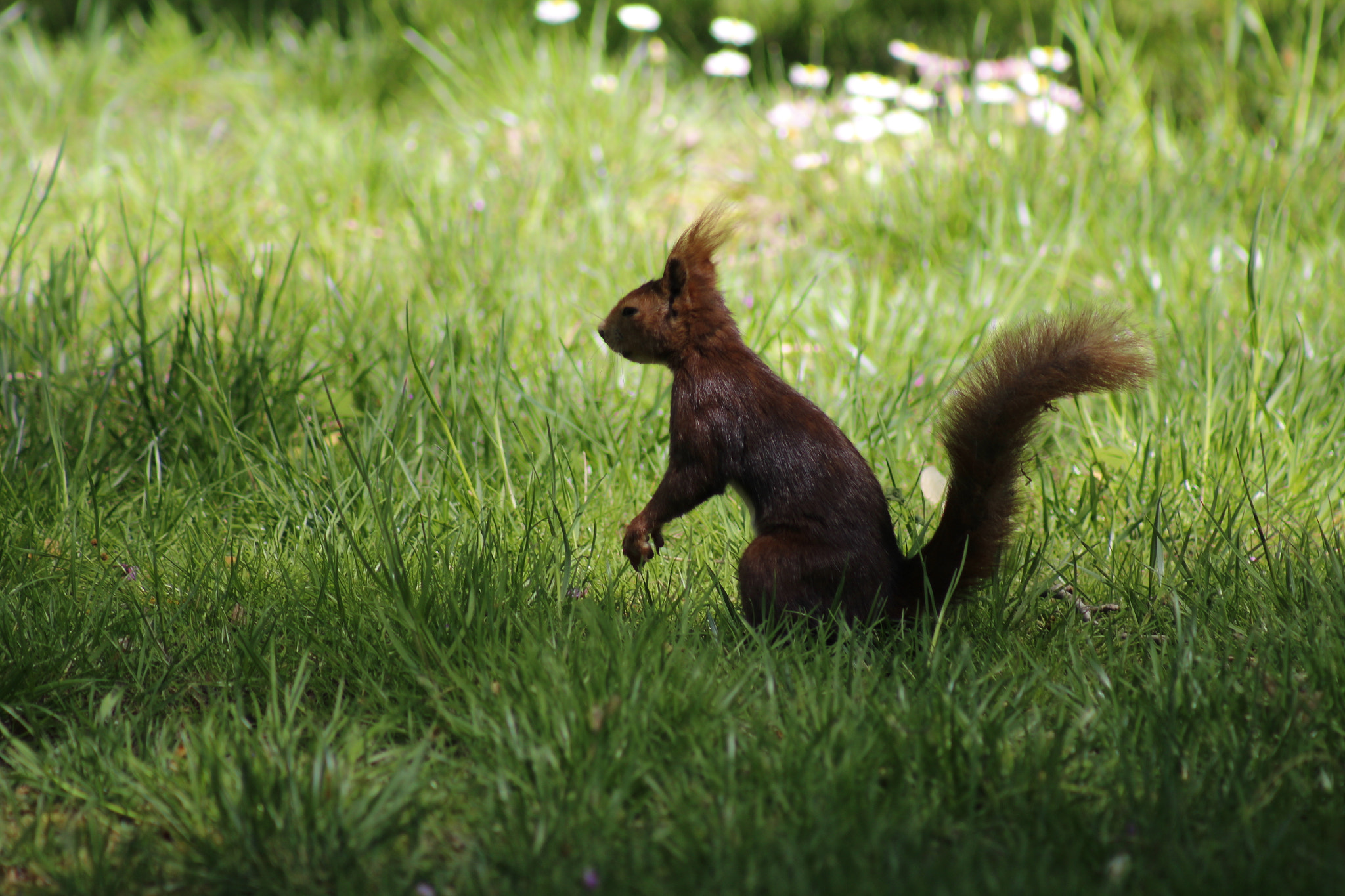 Canon EF 75-300mm f/4-5.6 USM sample photo