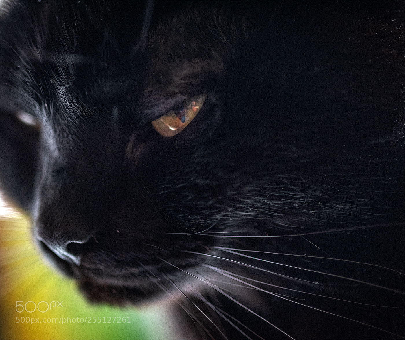 Nikon D810 sample photo. Y photography