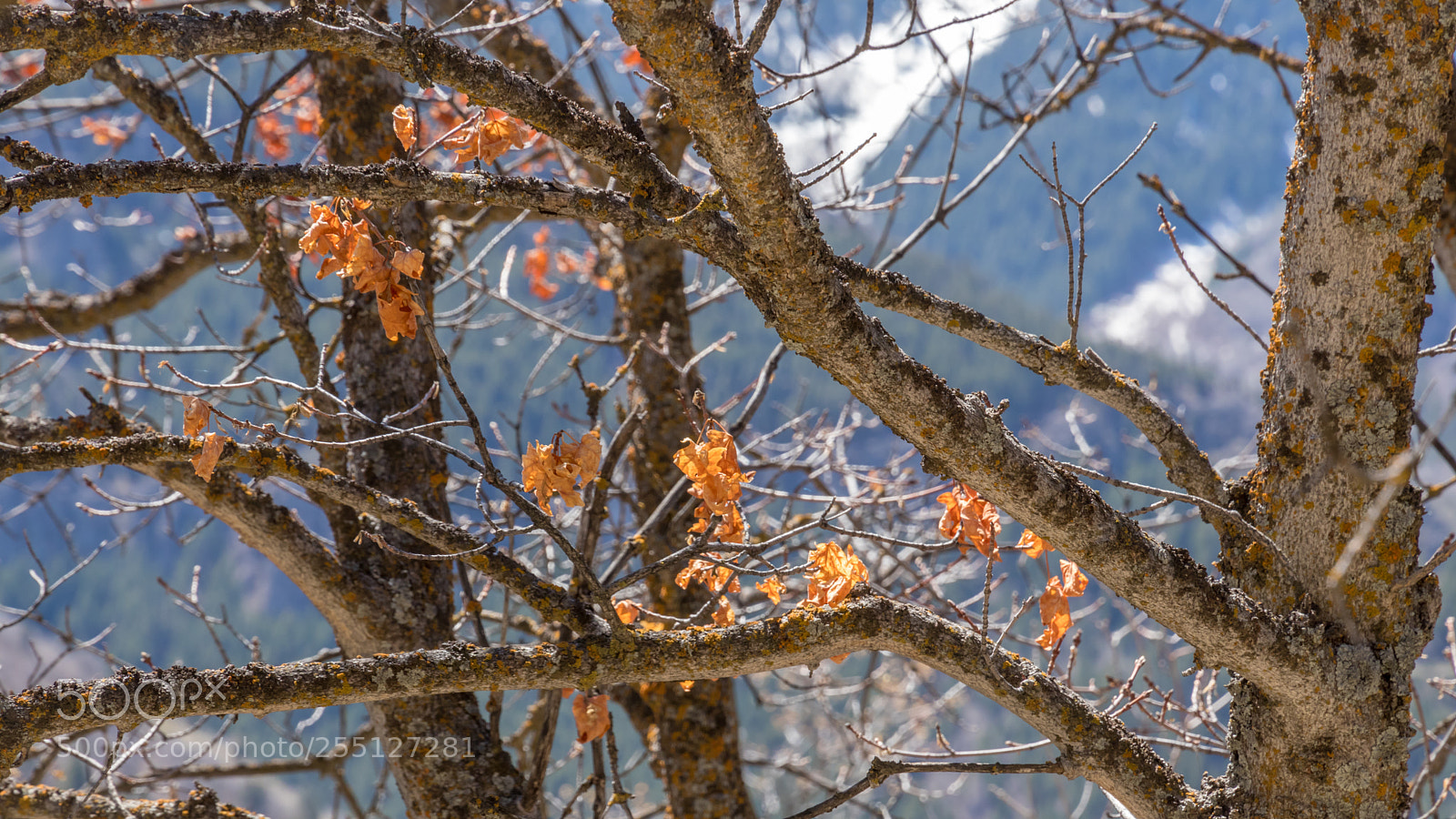 Canon EOS 80D sample photo. Old leaves new season photography