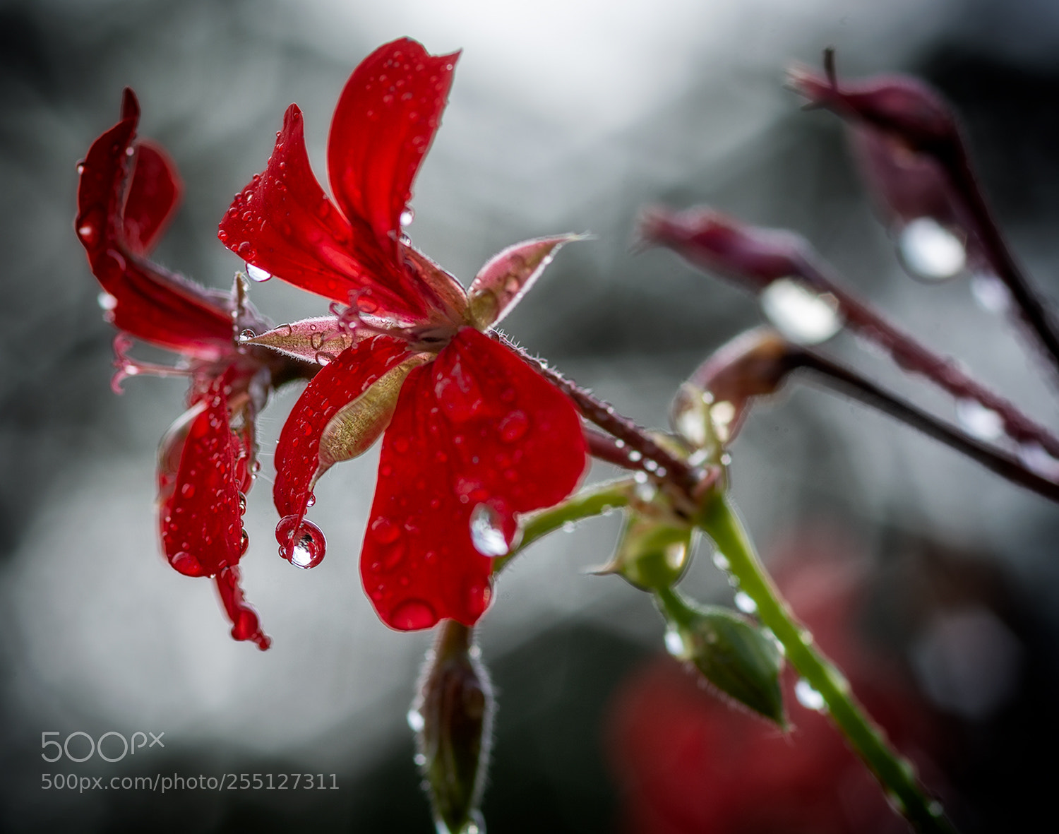 Nikon D5200 sample photo. 089.jpg photography