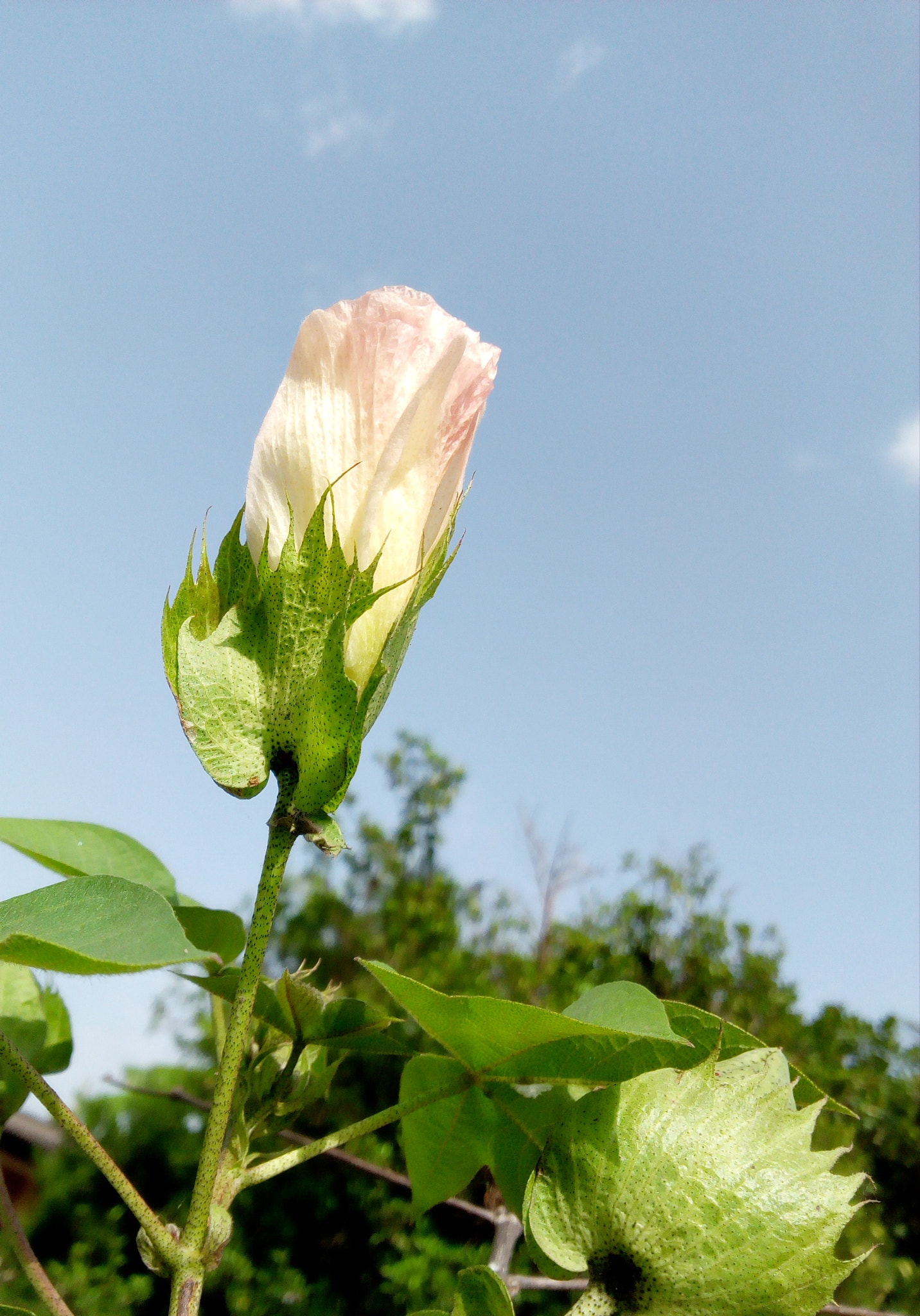 Infinix HOT5 Lite sample photo