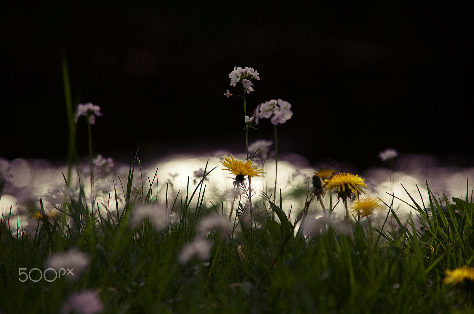 Nikon D5100 sample photo. In april photography