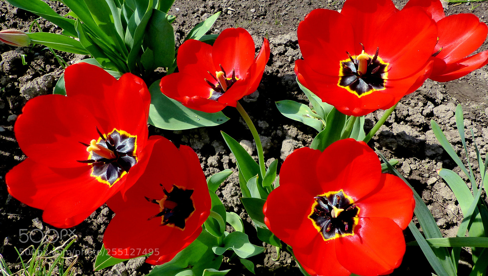 Panasonic Lumix DMC-FZ200 sample photo. In the garden photography