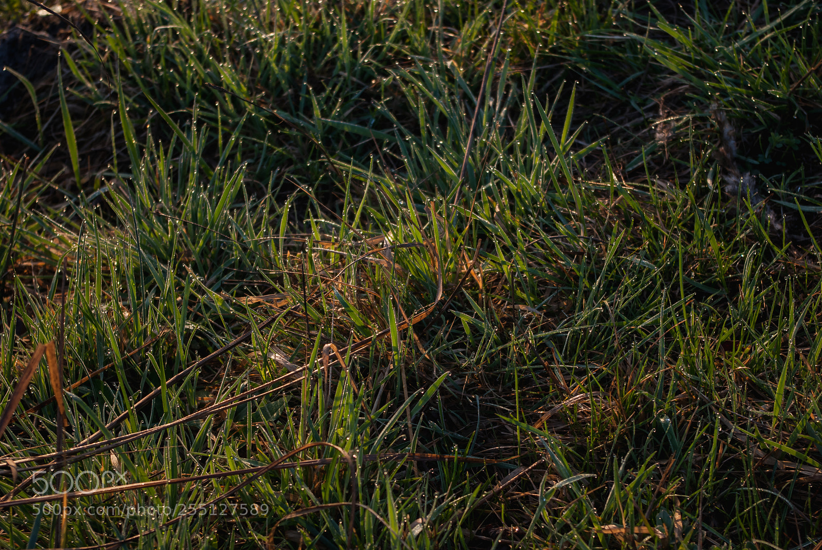 Pentax K10D sample photo. Morning dew photography
