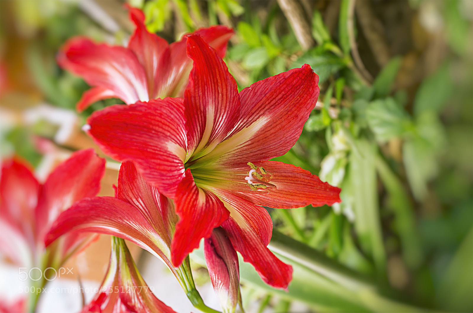 Nikon D600 sample photo. Spring blooming photography