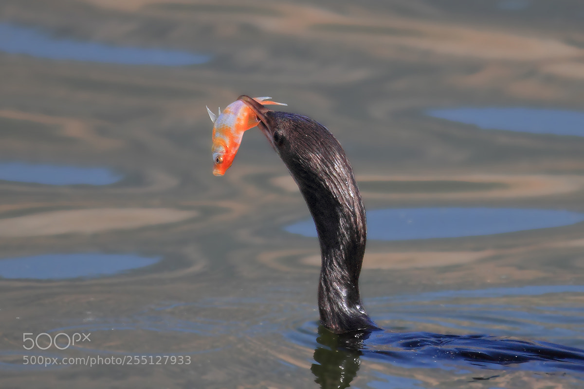 Canon EOS 7D sample photo. Cormorant with fish photography