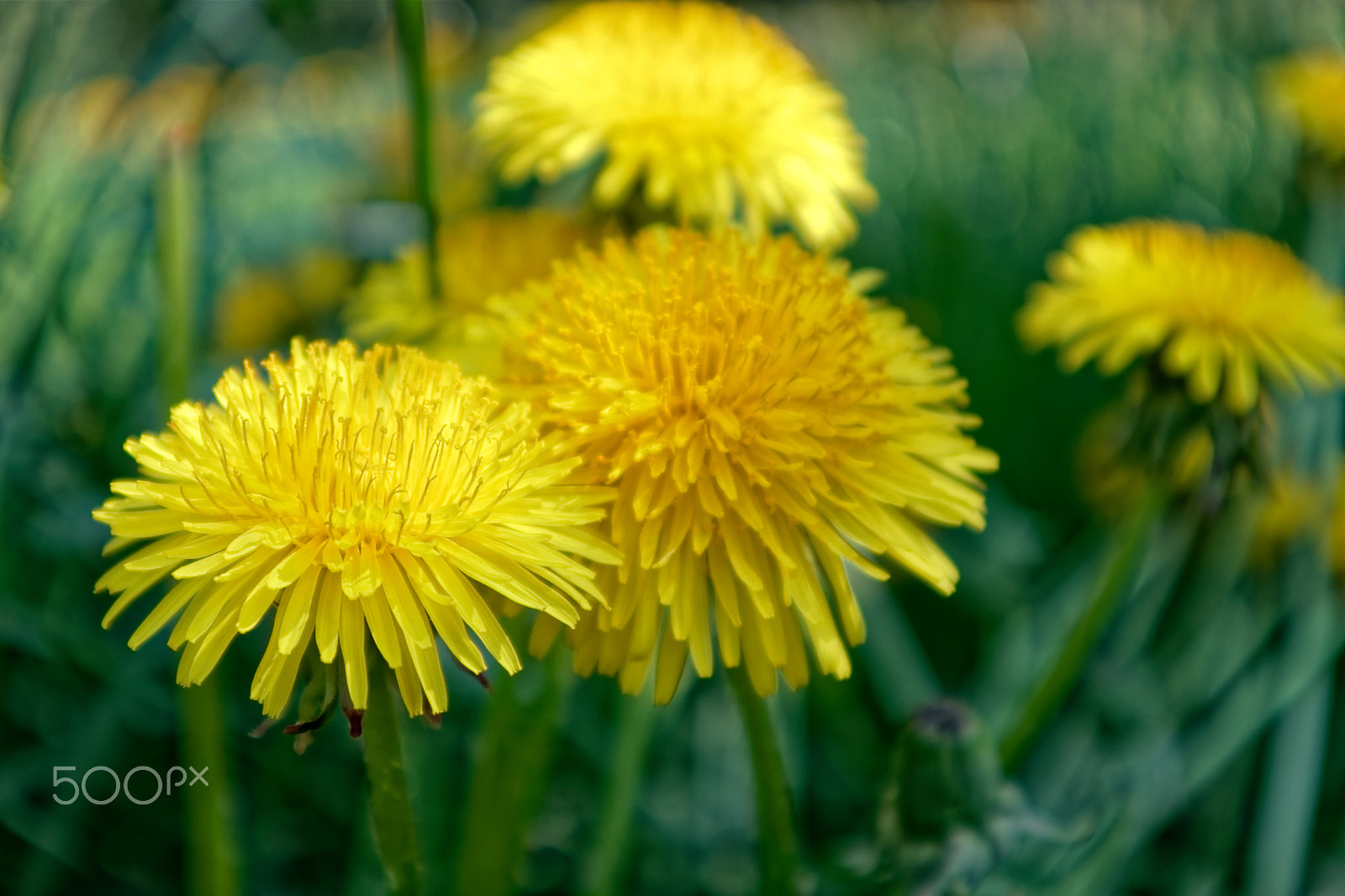Canon EOS M5 + Canon EF-M 15-45mm F3.5-6.3 IS STM sample photo. Dandelion photography