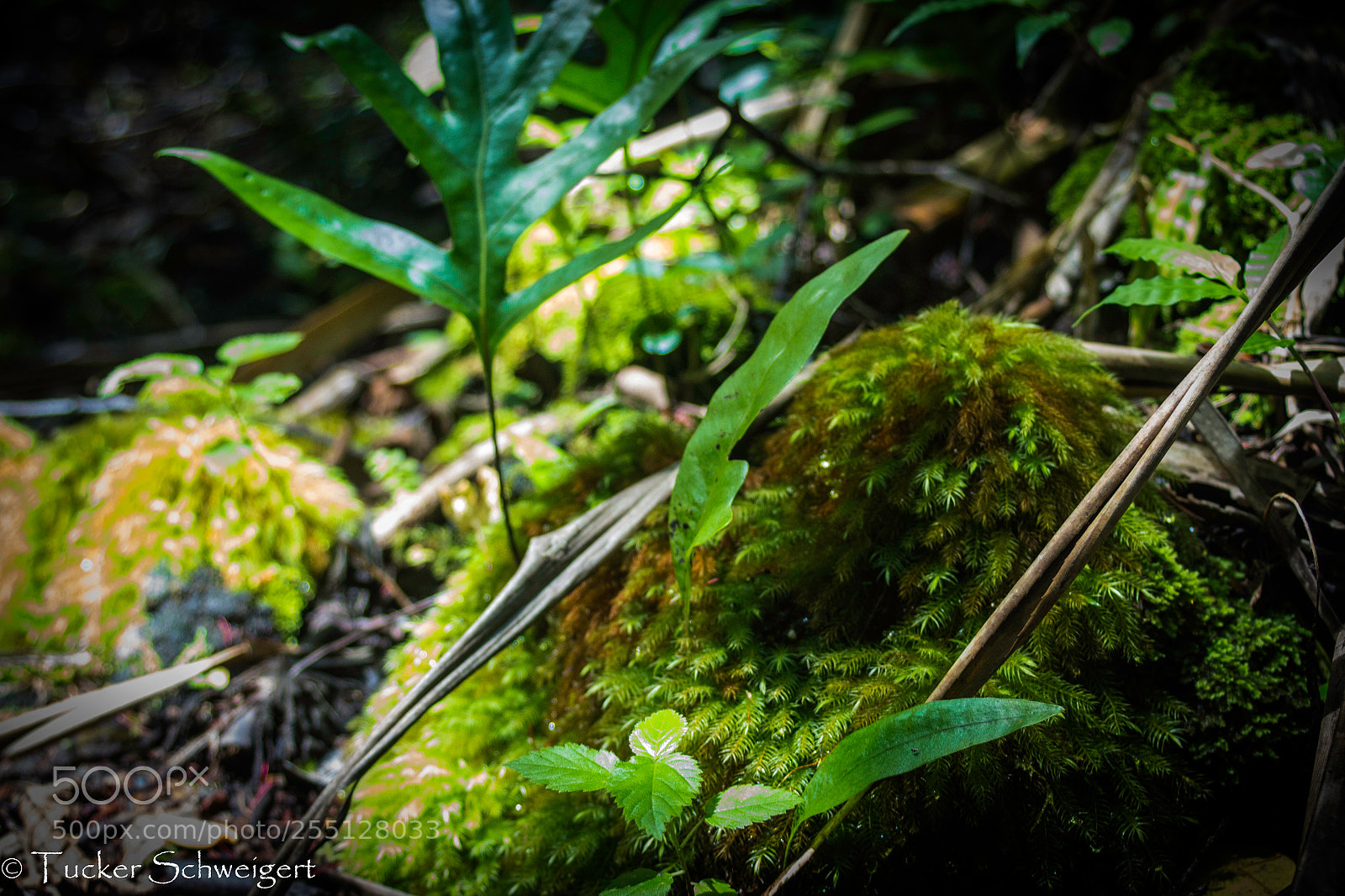 Canon EOS 700D (EOS Rebel T5i / EOS Kiss X7i) sample photo. Moss on rock photography