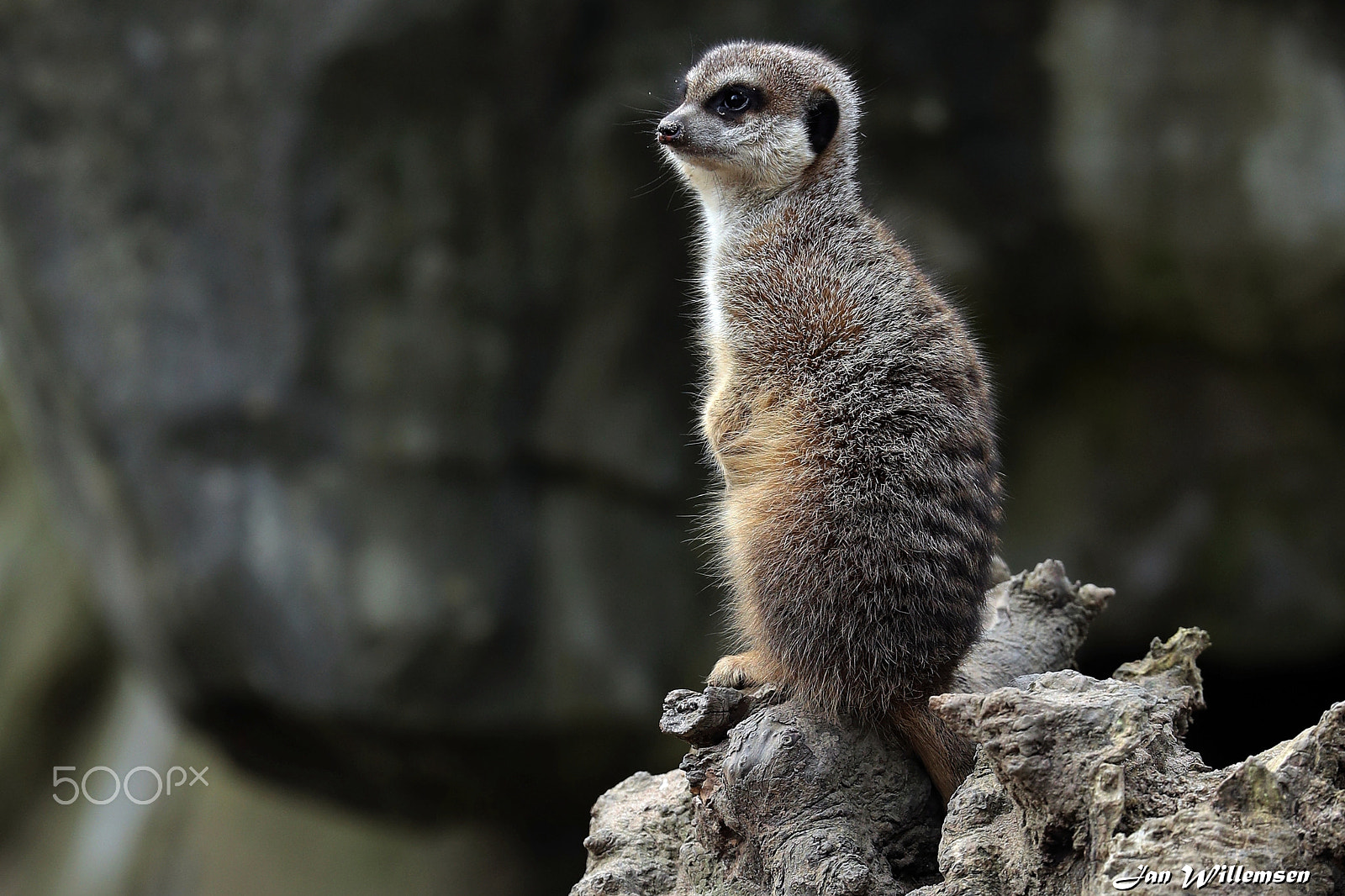 Canon EF 300mm F2.8L IS II USM sample photo. Meerkat photography