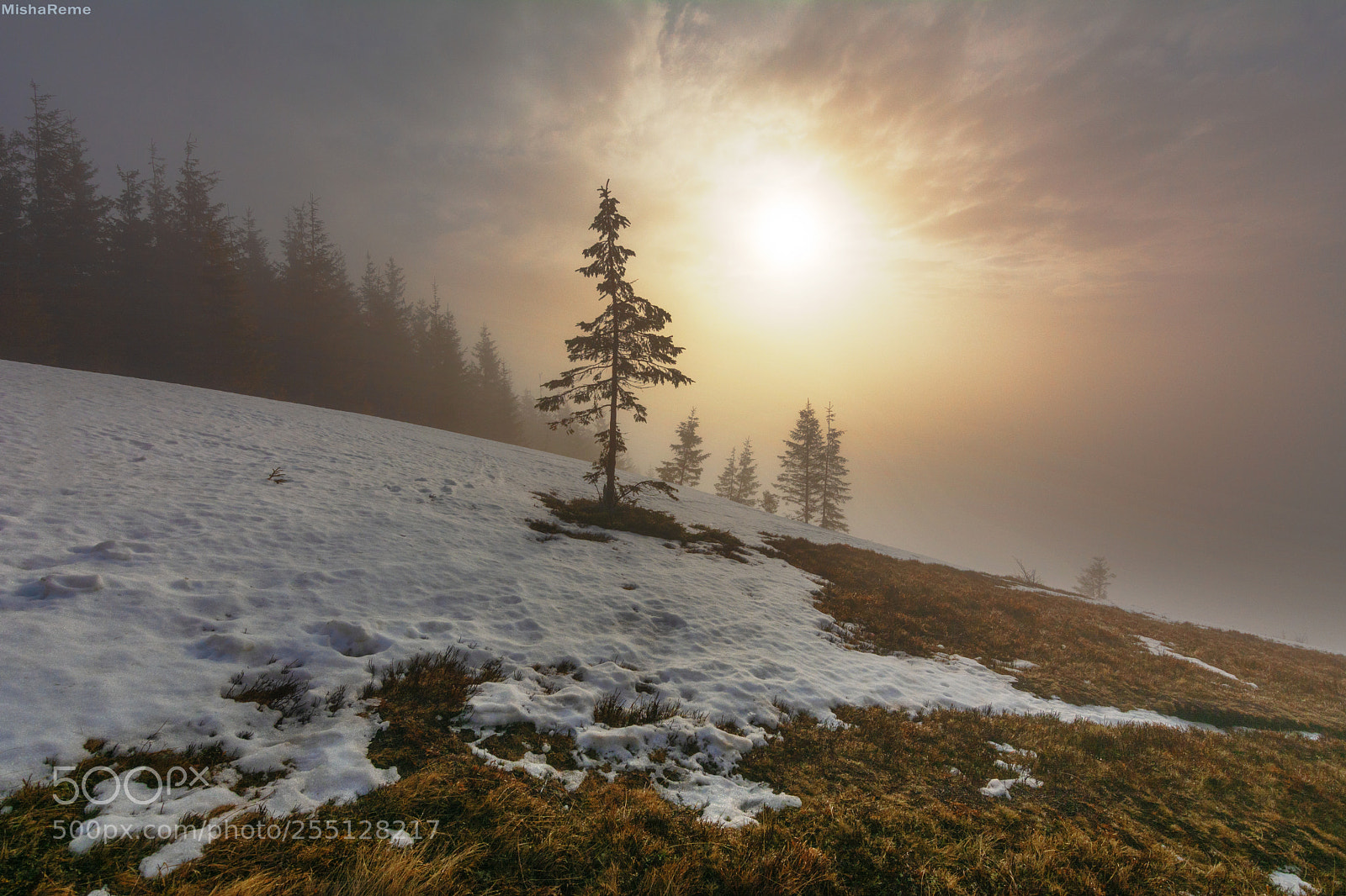 Nikon D7100 sample photo. Spruce photography