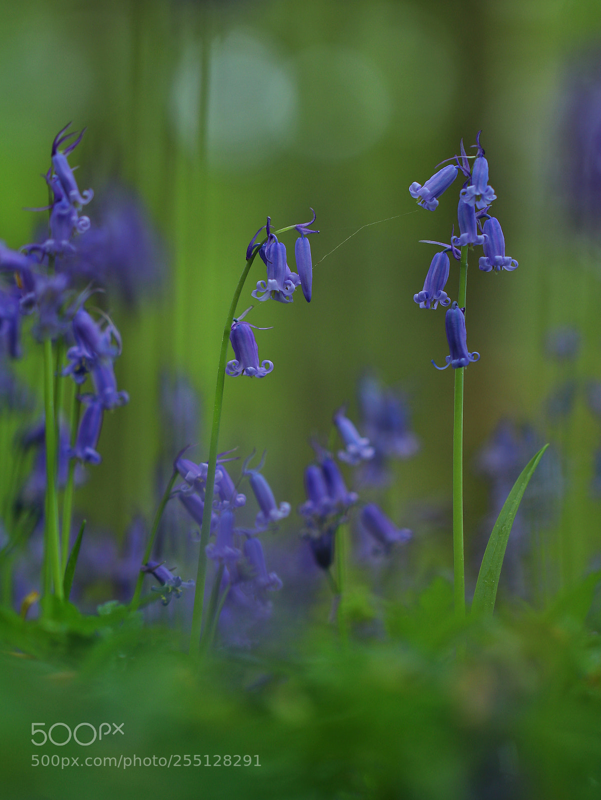 Canon EOS 80D sample photo. First hyacinths photography