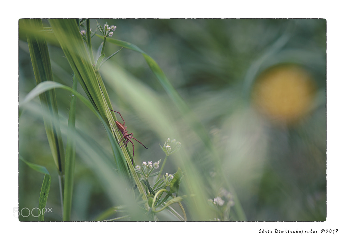 Nikon D7000 sample photo. Ambush photography