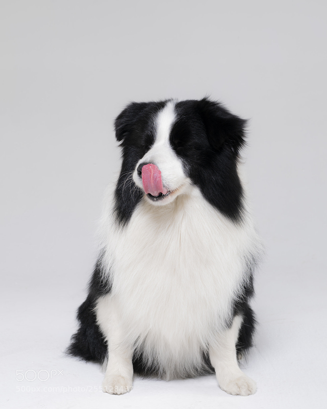 Sony a99 II sample photo. Border collie photography