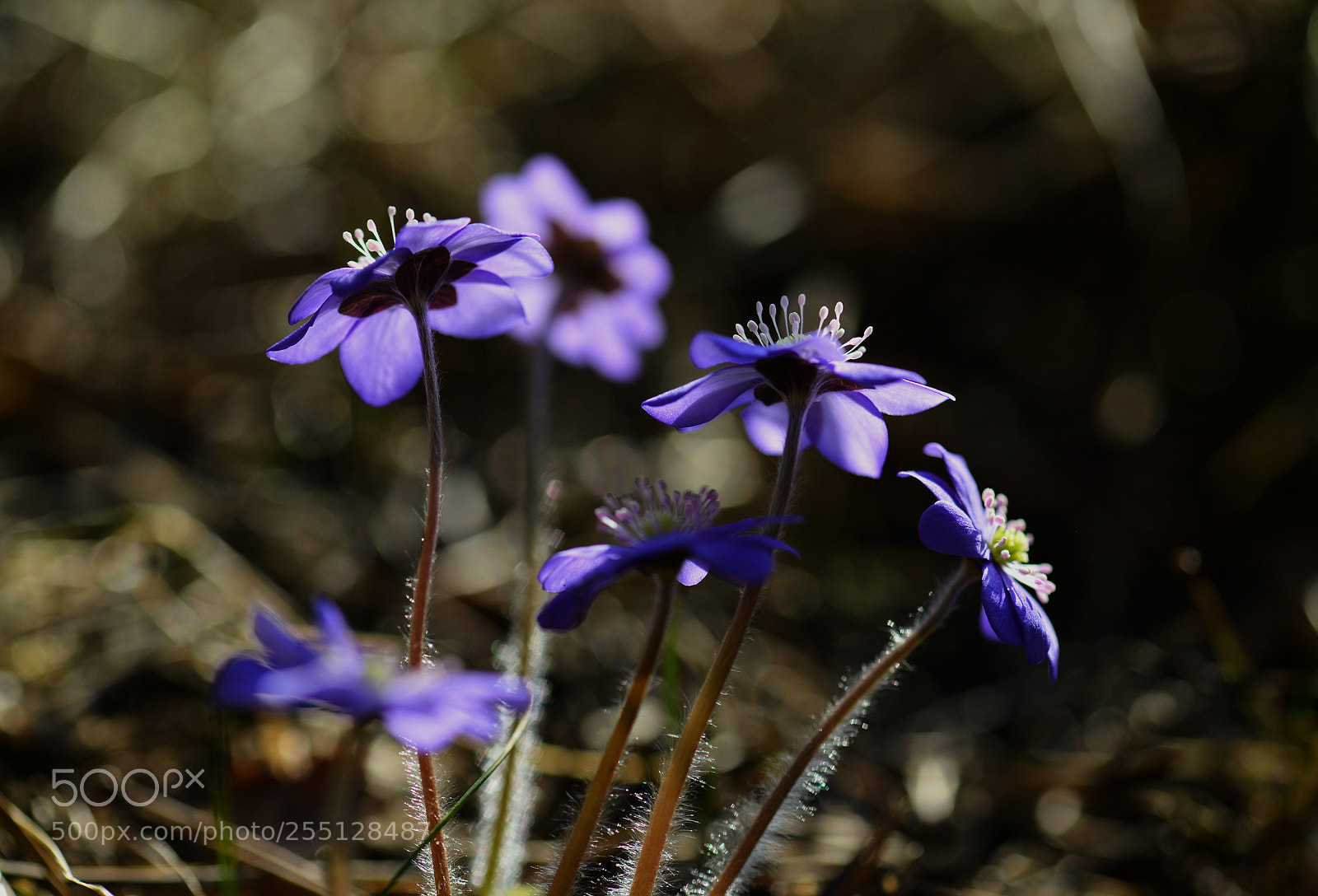 Nikon D800 sample photo. Untitled photography