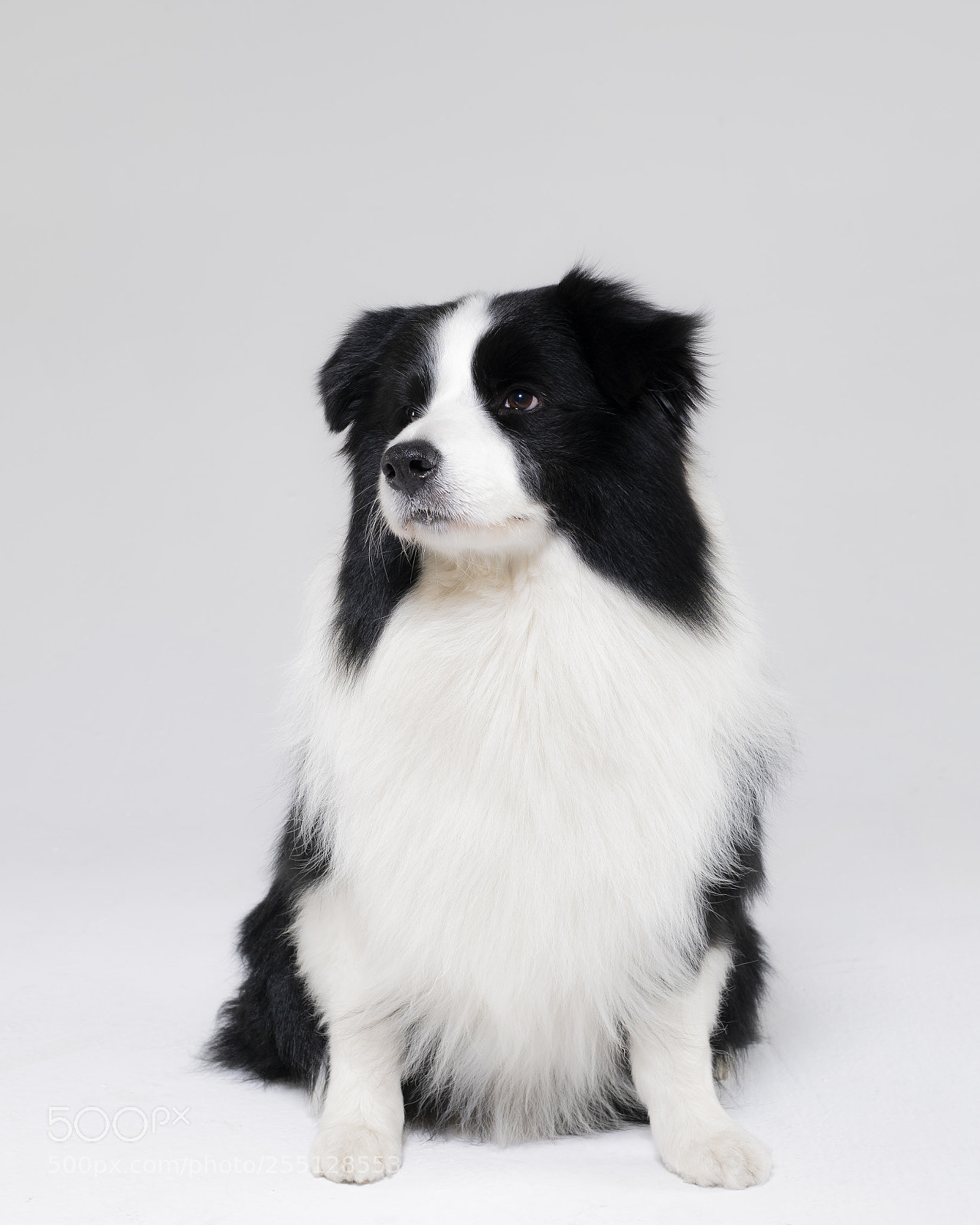 Sony a99 II sample photo. Border collie photography