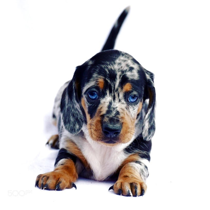 Nikon D5600 sample photo. Dachshund photography