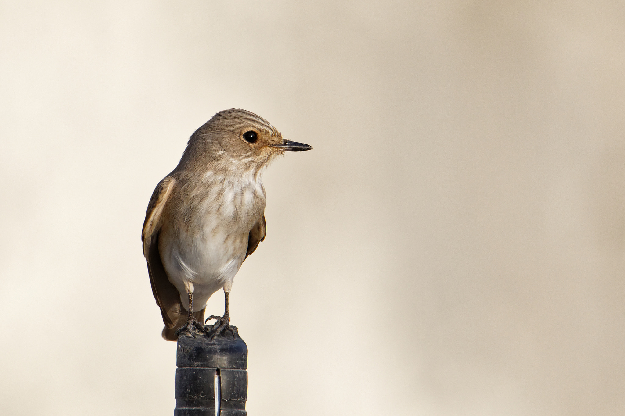 Canon EOS 5D Mark IV sample photo. Birdwatching: flycatcher. photography