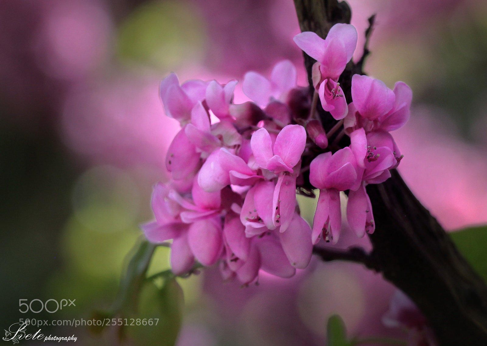 Canon EOS 700D (EOS Rebel T5i / EOS Kiss X7i) sample photo. Soft pink spring photography