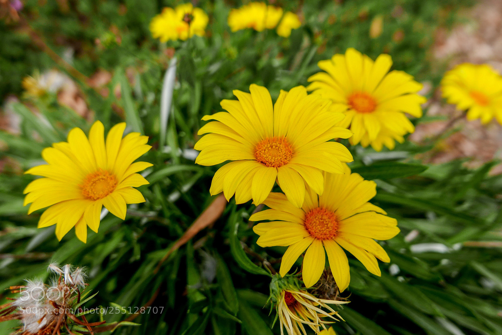 Leica D-Lux (Typ 109) sample photo. The daisies photography