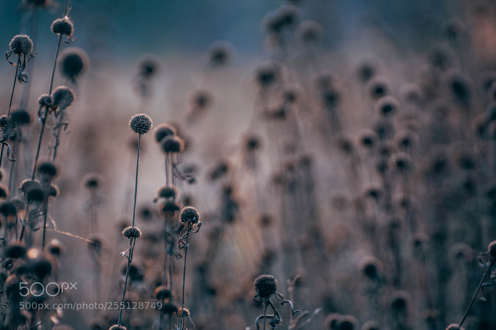 Nikon D7200 sample photo. Sad flower photography