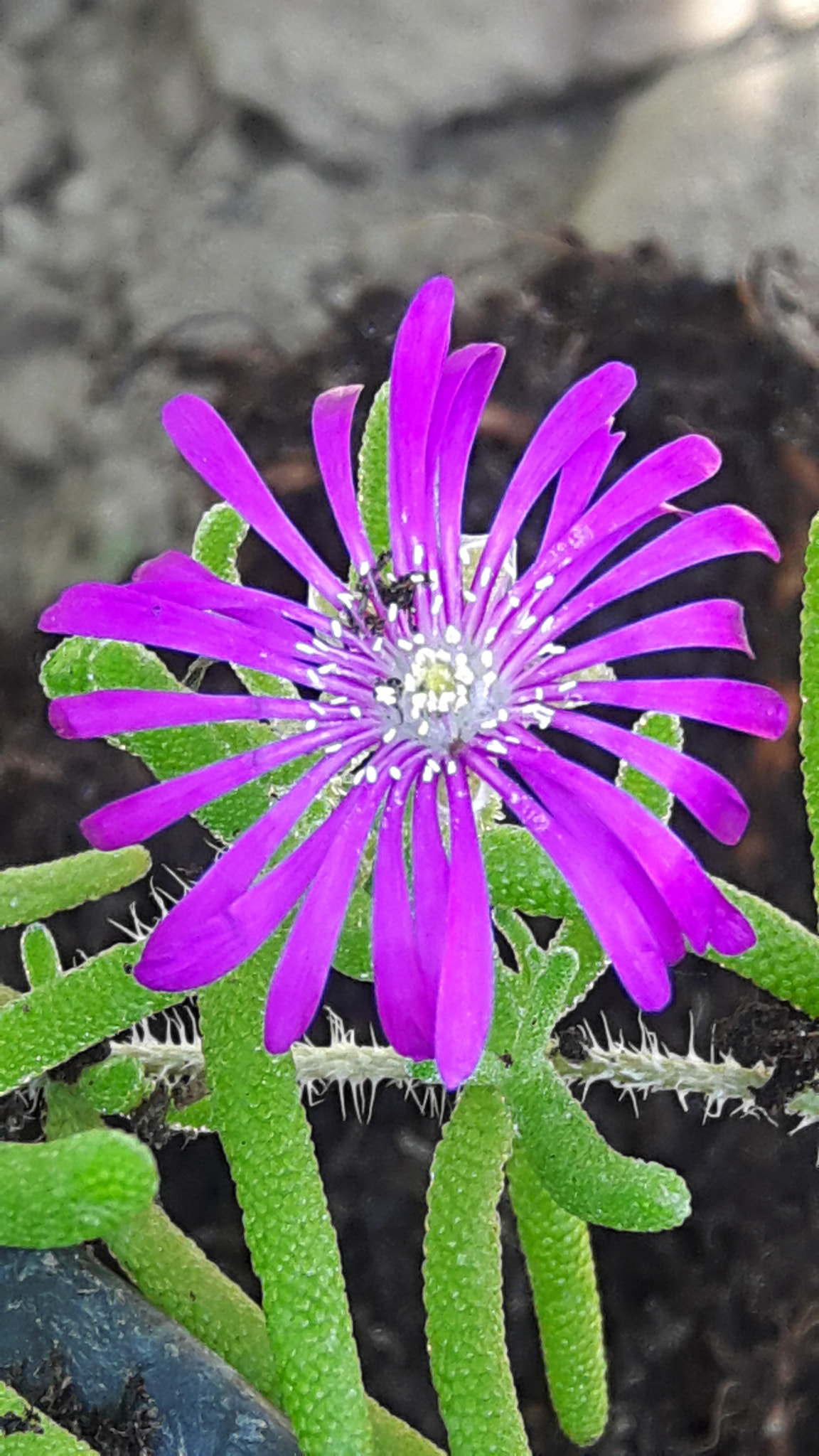 Samsung Galaxy A8 sample photo. Mesembryanthemum.. photography