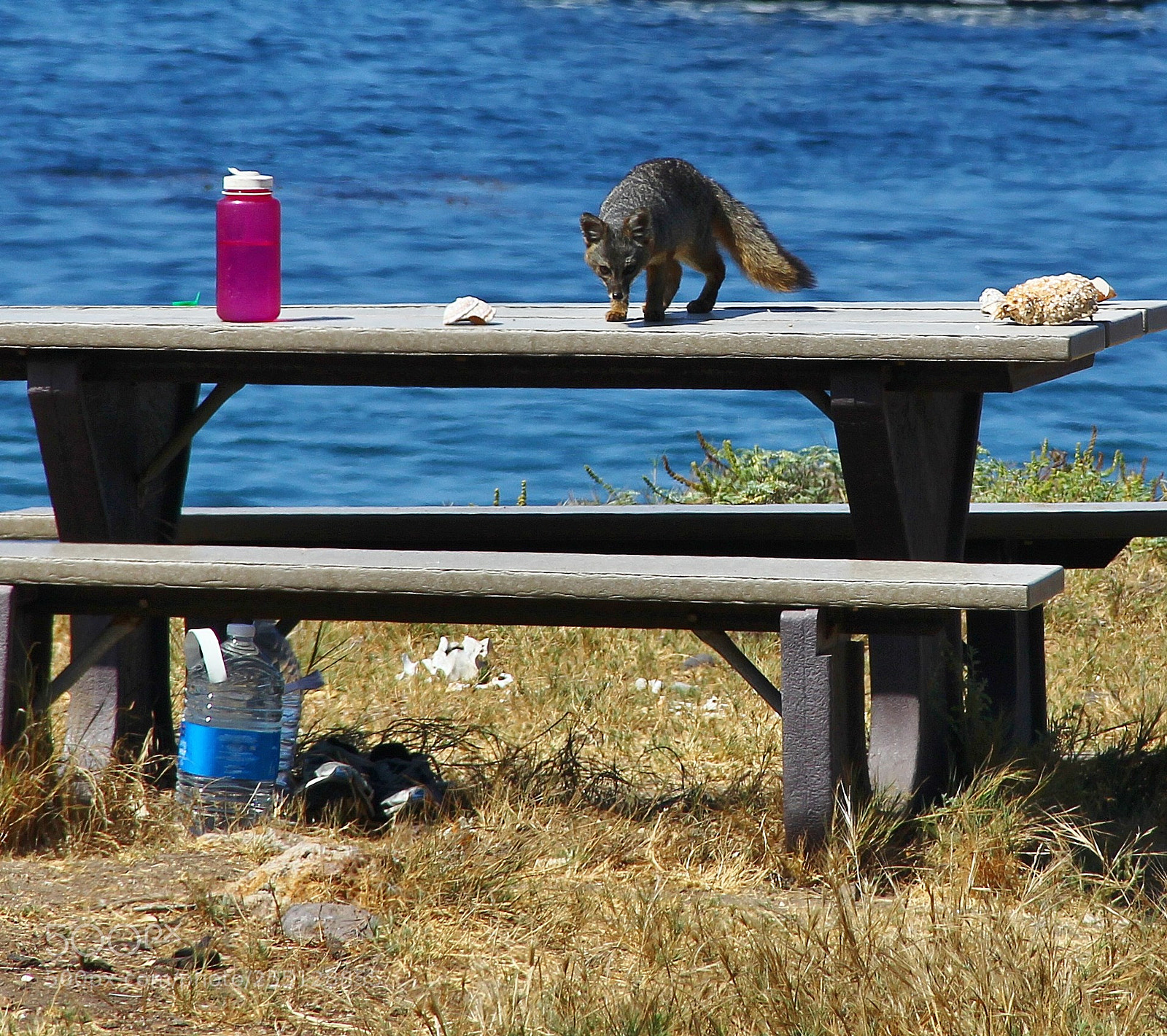 Canon EOS 60D sample photo. Fox on a table photography