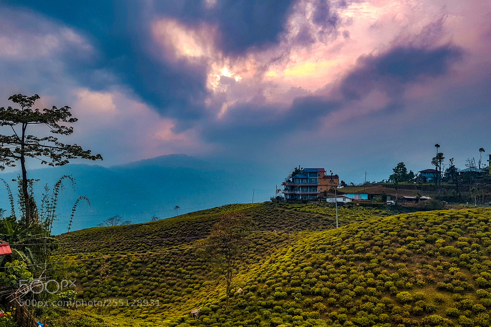 Samsung Galaxy S8 sample photo. Tea estate photography