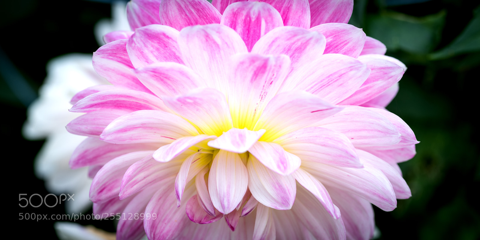 Nikon D810 sample photo. Beauty photography