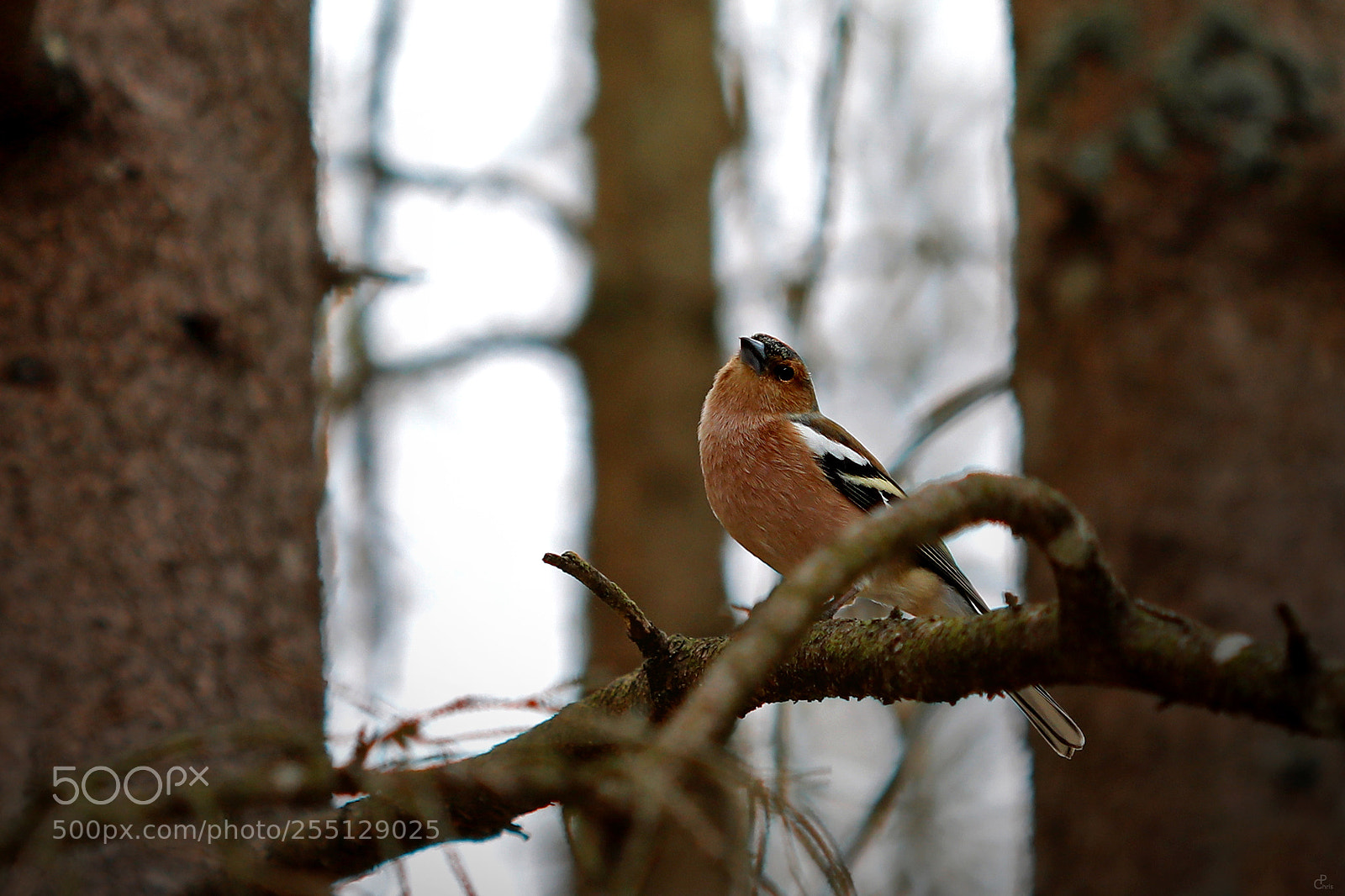 Canon EOS 5D Mark IV sample photo. Buchfink... photography
