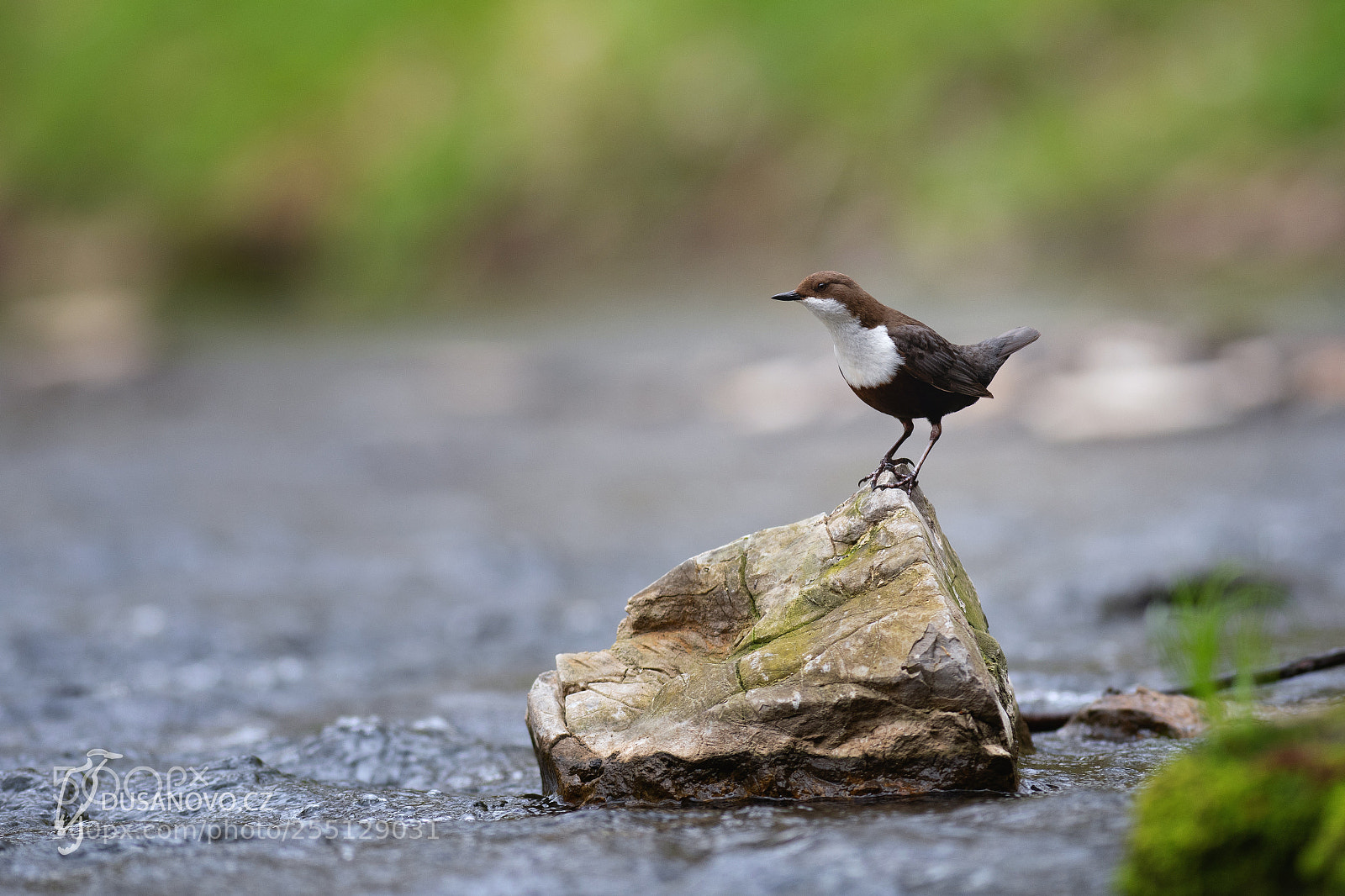 Nikon D500 sample photo. Eurasian dipper. photography