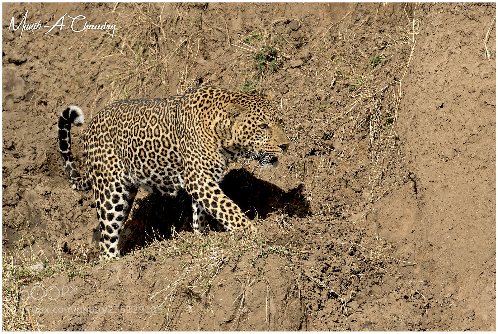 Canon EOS 7D Mark II sample photo. The elusive spots! photography