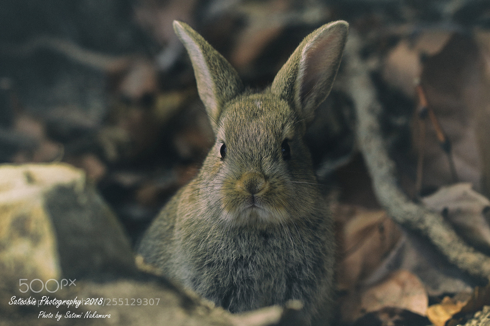 Canon EOS 7D Mark II sample photo. Desire photography